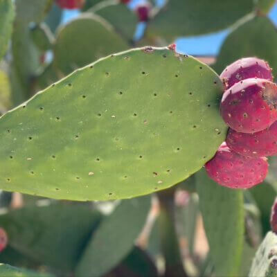 F9086F0F-AE59-4AE1-B2D9-B1A6C82CE4E1_1_105_c